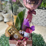 box-Mimos-BOX-Classico-1